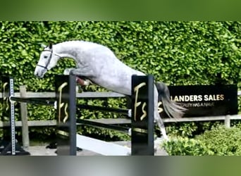 Zangersheider, Gelding, 6 years, 16.1 hh, Grey-Dapple Zangersheider, Gelding, 6 years, 16.1 hh, Grey-Dapple