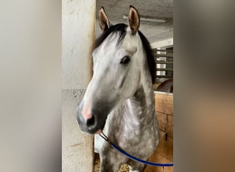 Zangersheider, Gelding, 6 years, 16.1 hh, Grey-Dapple Zangersheider, Gelding, 6 years, 16.1 hh, Grey-Dapple