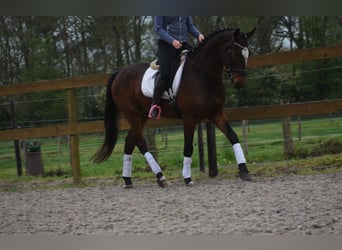 Zangersheider, Gelding, 6 years, 16.2 hh, Bay-Dark
