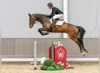 Zangersheider, Gelding, 6 years, 16.2 hh, Brown