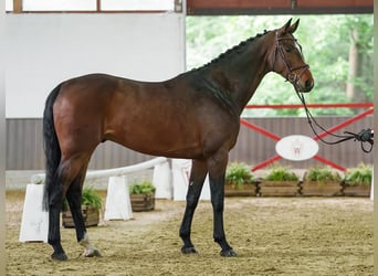 Zangersheider, Gelding, 6 years, 16.2 hh, Brown