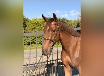 Zangersheider, Gelding, 6 years, 16.2 hh, Chestnut