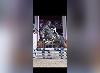 Zangersheider, Gelding, 6 years, 16,2 hh, Gray