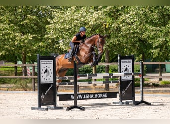 Zangersheider, Gelding, 6 years, 16.2 hh