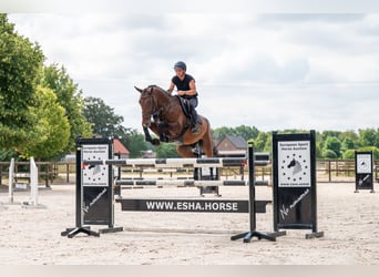 Zangersheider, Gelding, 6 years, 16.2 hh