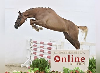 Zangersheider, Gelding, 6 years, 16.2 hh