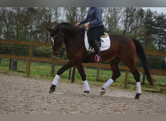 Zangersheider, Gelding, 6 years, 16.3 hh, Bay-Dark