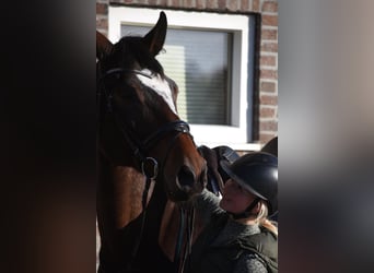 Zangersheider, Gelding, 6 years, 16.3 hh, Brown