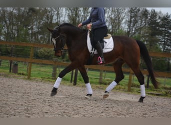 Zangersheider, Gelding, 6 years, 16.3 hh, Brown