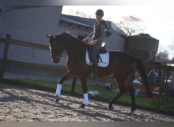 Zangersheider, Gelding, 6 years, 16.3 hh, Brown