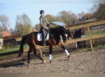 Zangersheider, Gelding, 6 years, 16.3 hh, Brown