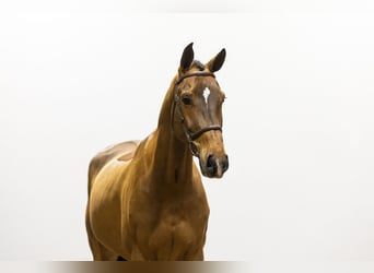 Zangersheider, Gelding, 6 years, 16,3 hh, Brown