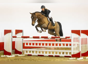 Zangersheider, Gelding, 6 years, 16,3 hh, Brown