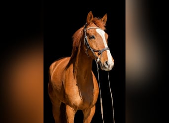 Zangersheider, Gelding, 6 years, 16.3 hh, Chestnut-Red
