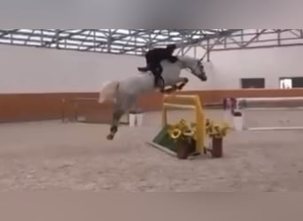 Zangersheider, Gelding, 6 years, 16.3 hh, Grey