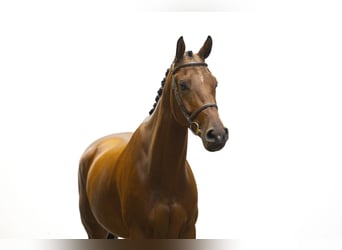 Zangersheider, Gelding, 6 years, 16 hh, Bay-Dark Zangersheider, Gelding, 6 years, 16 hh, Bay-Dark