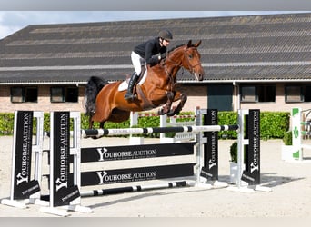 Zangersheider, Gelding, 6 years, 16 hh, Bay-Dark Zangersheider, Gelding, 6 years, 16 hh, Bay-Dark