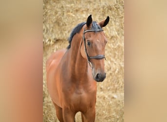 Zangersheider, Gelding, 6 years, 16 hh, Bay