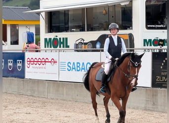 Zangersheider, Gelding, 6 years, 16 hh, Brown