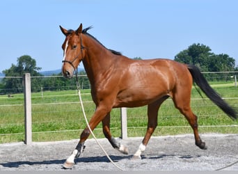 Zangersheider, Gelding, 6 years, 16 hh, Brown