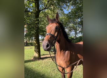 Zangersheider, Gelding, 6 years, 16 hh, Brown