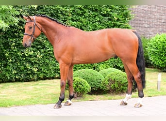 Zangersheider, Gelding, 6 years, 16 hh, Brown