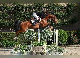 Zangersheider, Gelding, 6 years, 16 hh, Brown