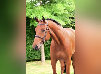 Zangersheider, Gelding, 6 years, 16 hh, Brown