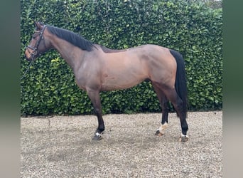 Zangersheider, Gelding, 6 years, 16 hh, Brown