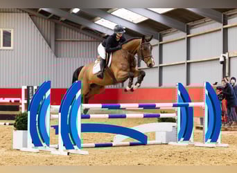 Zangersheider, Gelding, 6 years, 16 hh, Brown