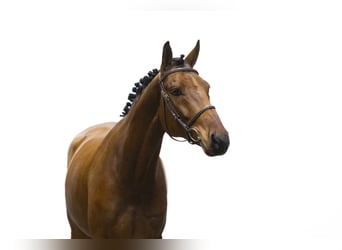 Zangersheider, Gelding, 6 years, 16 hh, Brown