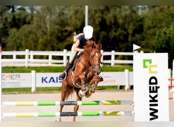 Zangersheider, Gelding, 6 years, 16 hh, Chestnut-Red