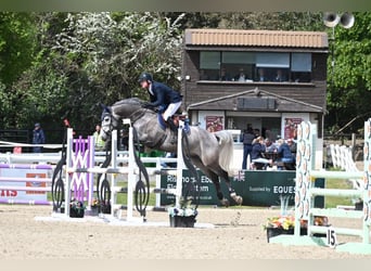 Zangersheider, Gelding, 6 years, 16 hh, Gray