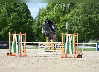 Zangersheider, Gelding, 6 years, 16 hh, Gray
