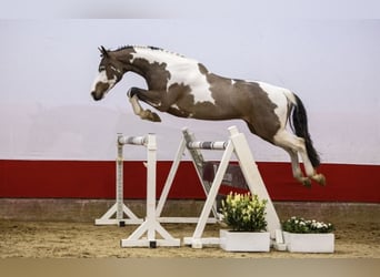 Zangersheider, Gelding, 6 years, 16 hh