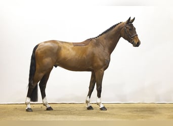 Zangersheider, Gelding, 6 years, 16 hh