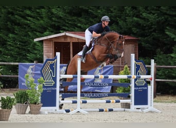 Zangersheider, Gelding, 6 years, 16,1 hh, Brown