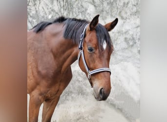 Zangersheider, Gelding, 6 years, 16,1 hh, Brown