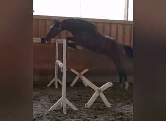 Zangersheider, Gelding, 6 years, 16,1 hh, Brown