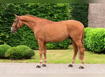 Zangersheider, Gelding, 6 years, 16,1 hh, Chestnut-Red