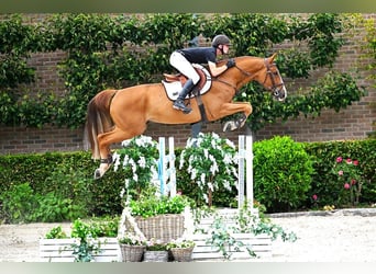 Zangersheider, Gelding, 6 years, 16,1 hh, Chestnut-Red