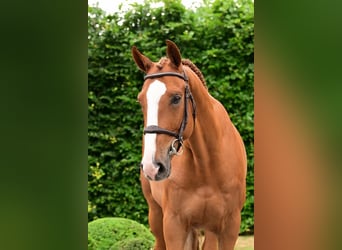 Zangersheider, Gelding, 6 years, 16,1 hh, Chestnut-Red