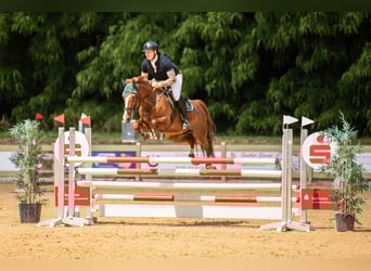 Zangersheider, Gelding, 6 years, 16,1 hh, Chestnut-Red