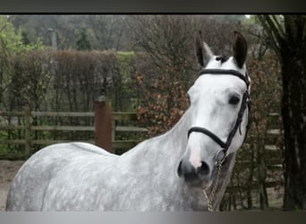 Zangersheider, Gelding, 6 years, 16,1 hh, Grey-Dapple