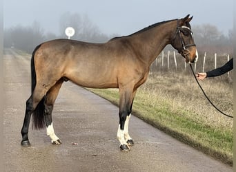 Zangersheider, Gelding, 6 years, 16,2 hh, Bay