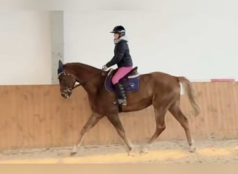 Zangersheider, Gelding, 6 years, 16,2 hh, Chestnut-Red