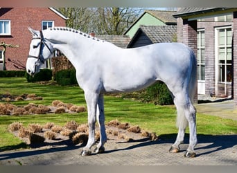 Zangersheider, Gelding, 6 years, 16,2 hh, Gray