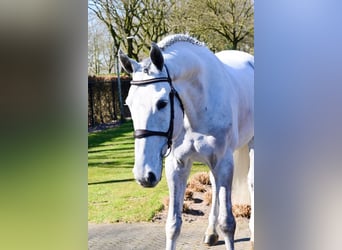 Zangersheider, Gelding, 6 years, 16,2 hh, Gray