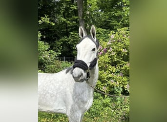Zangersheider, Gelding, 6 years, 16,2 hh, Gray