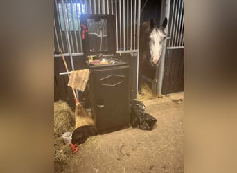 Zangersheider, Gelding, 6 years, 16,2 hh, Grey